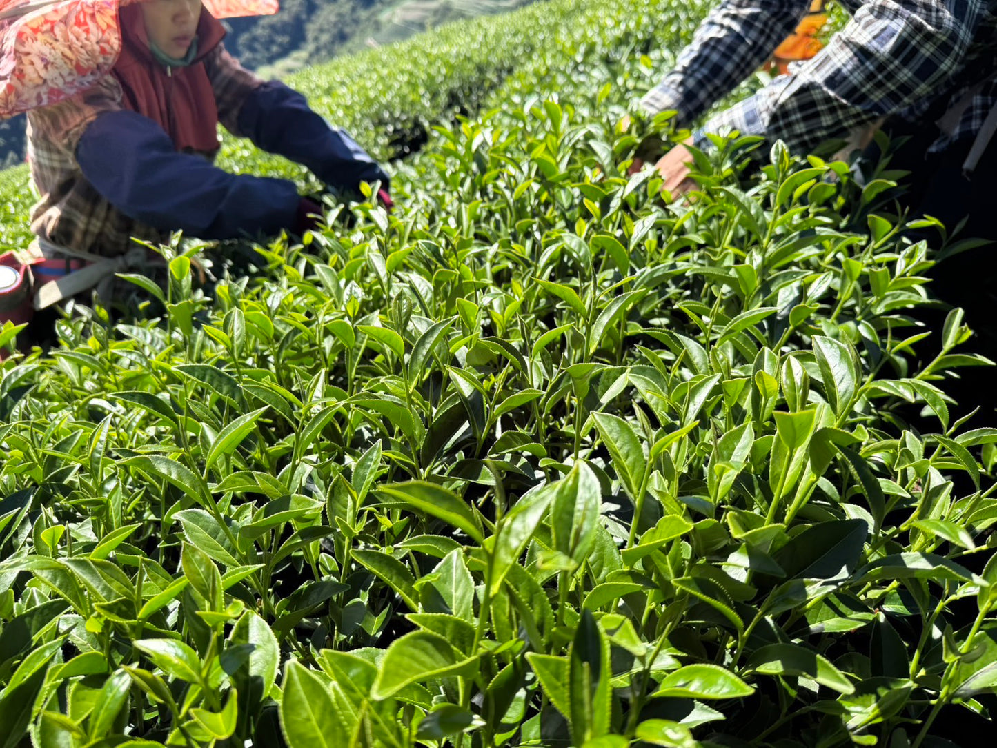 Li Shan (high mountain oolong) HB 101 (Spring 2026)
