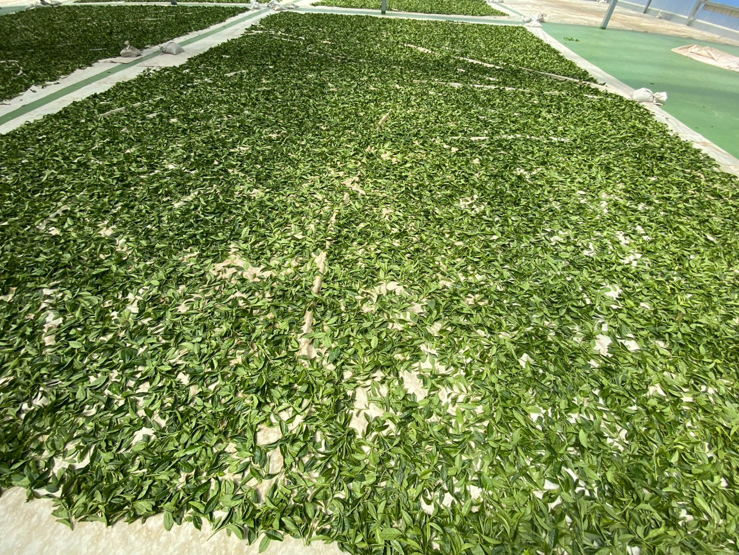 Li Shan (high mountain oolong) HB 101 (Spring 2026)