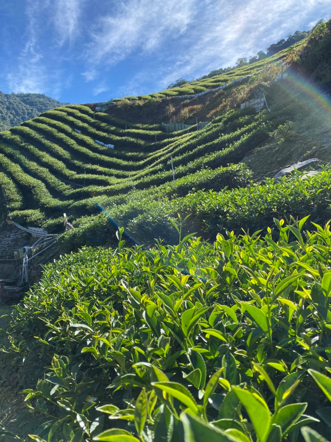 Li Shan (high mountain oolong) HB 101 (Spring 2026)