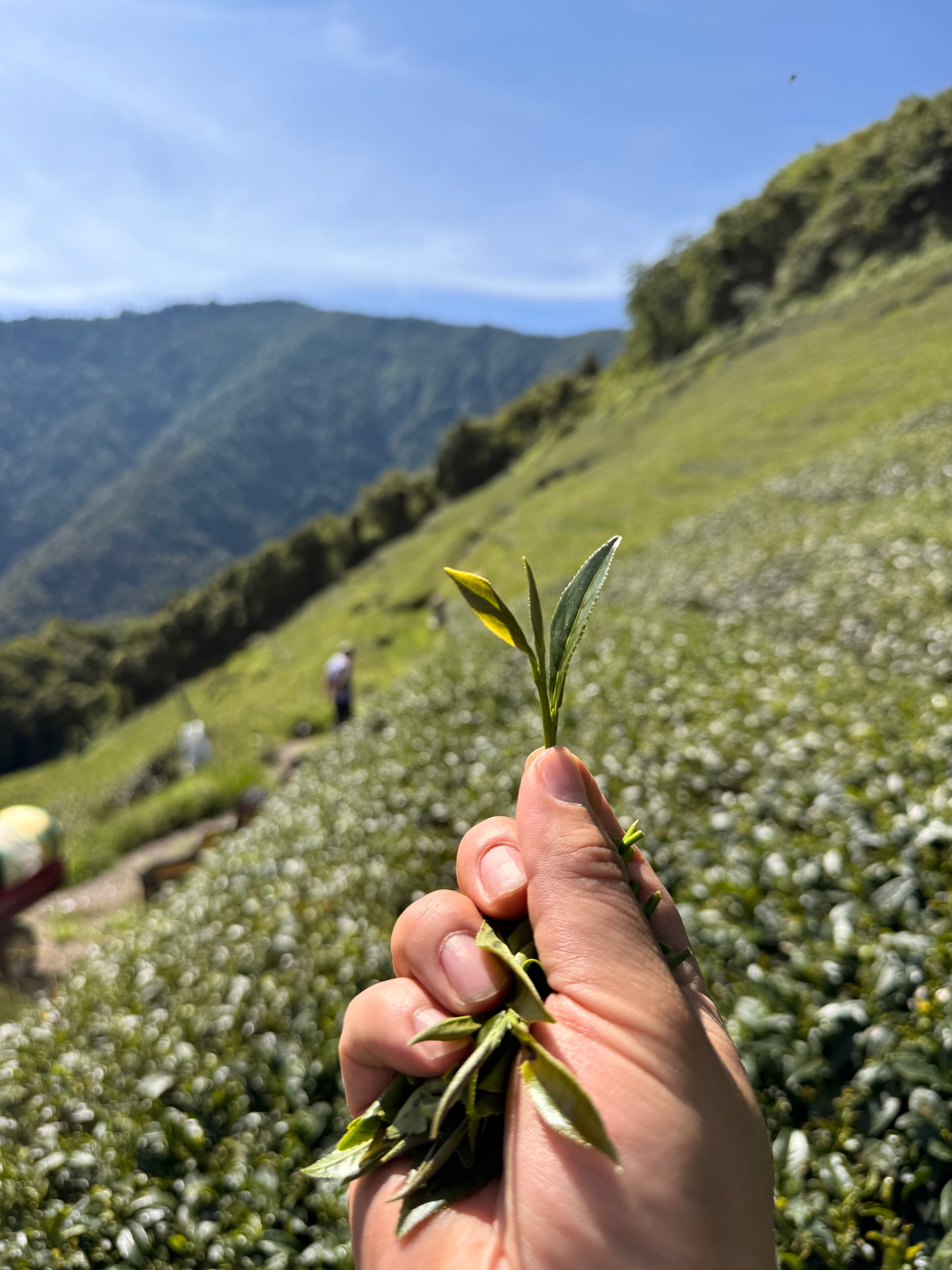 Velvet Moon (Roasted Oolong) VN101 (spring 2026)