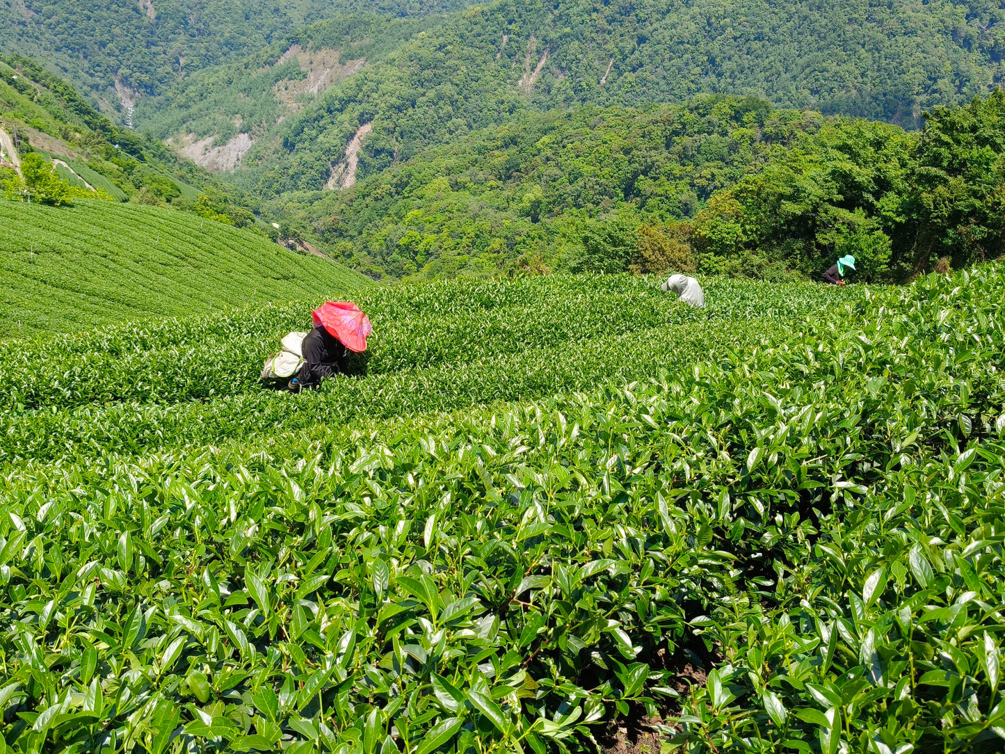 Velvet Moon (Roasted Oolong) VN101 (spring 2026)