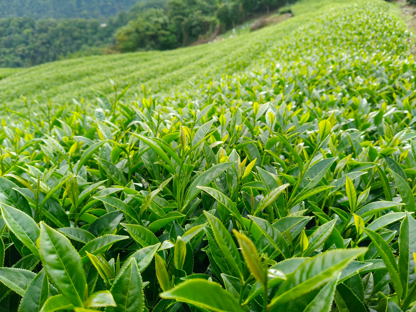 Velvet Moon (Roasted Oolong) VN101 (spring 2026)