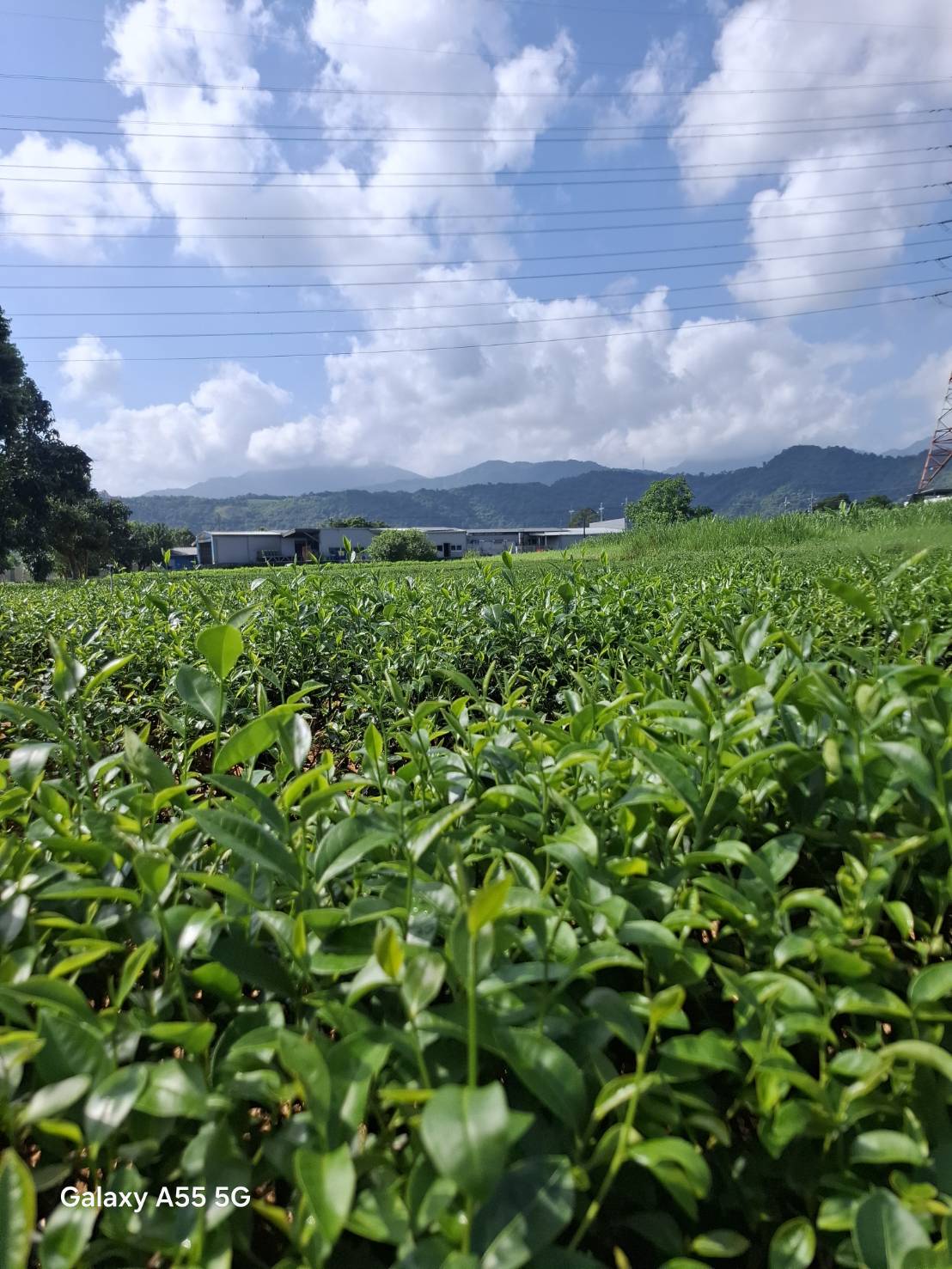 GABA Oolong — Amber Drift AD-101 (Spring 2026)
