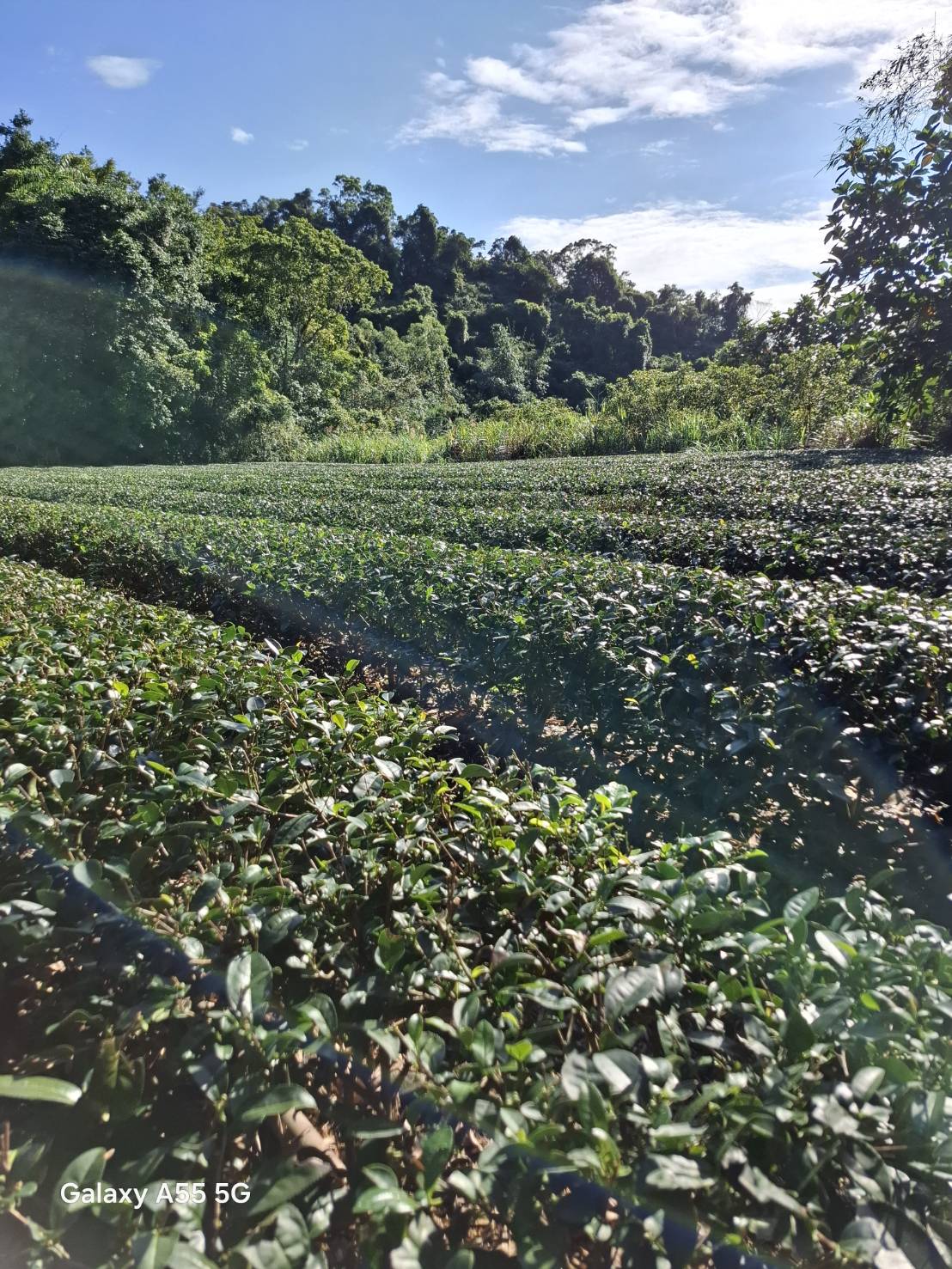GABA Oolong — Amber Drift AD-101 (Spring 2026)