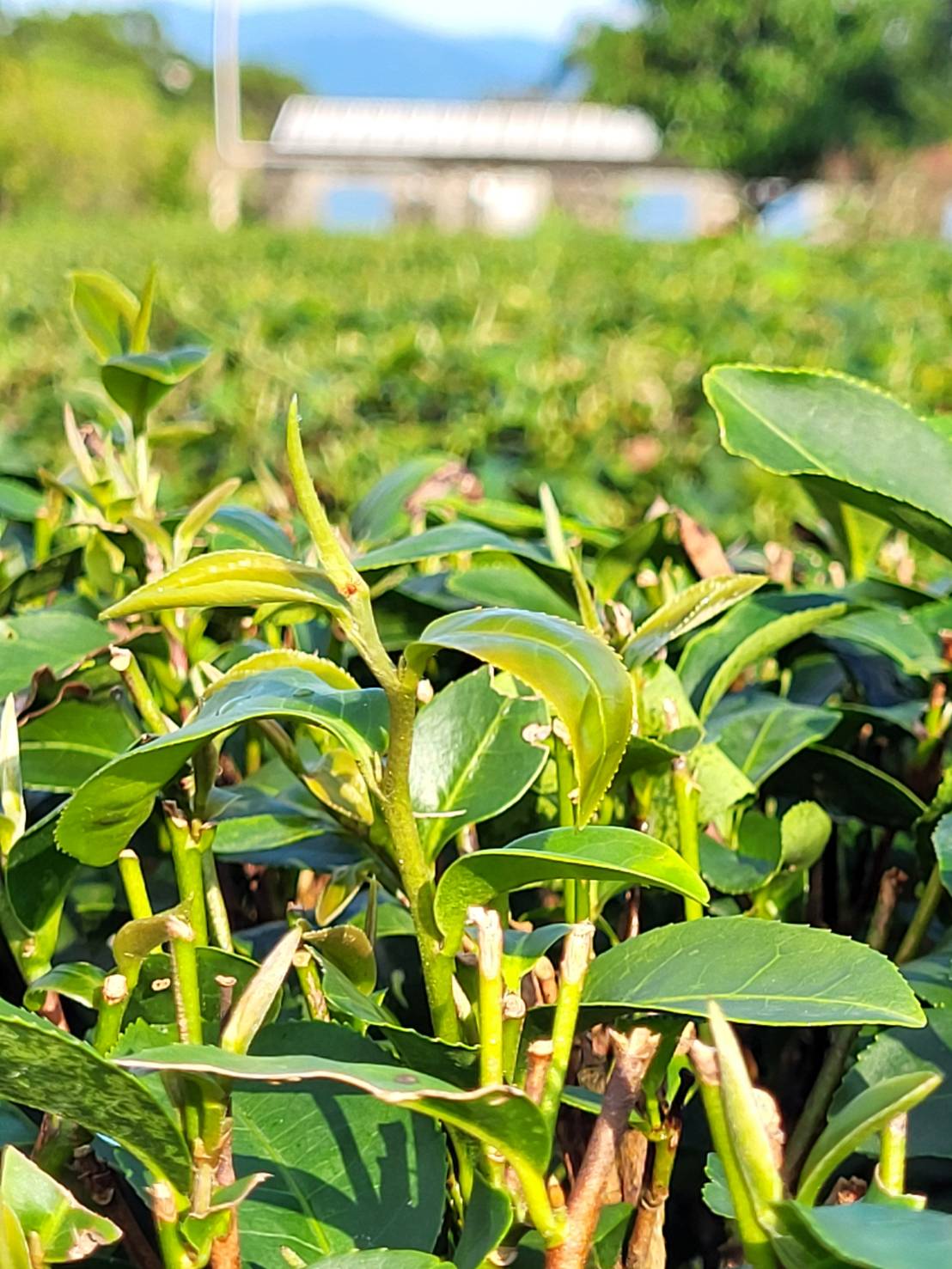 GABA Oolong — Amber Drift AD-101 (Spring 2026)